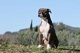 AMSTAFF ADULT 132